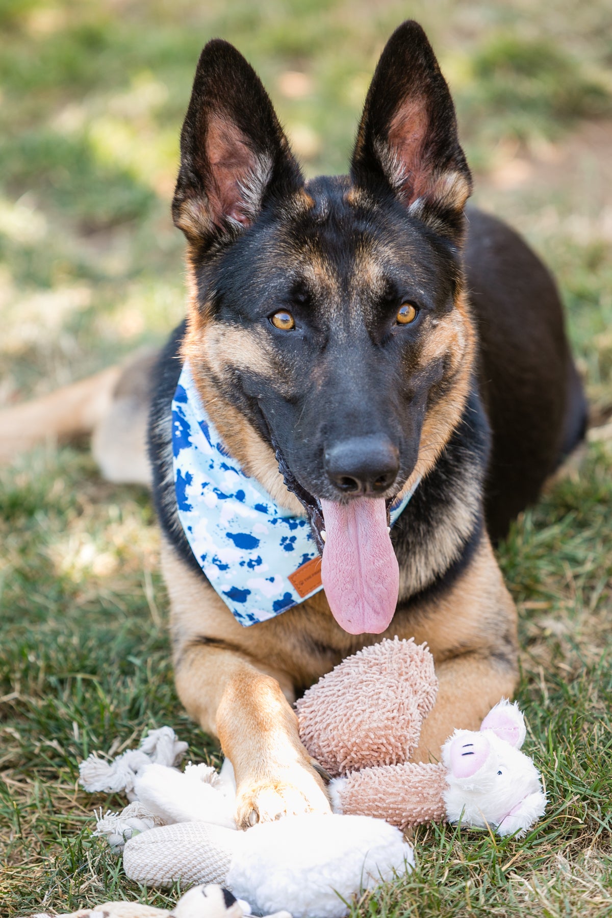 Charlie Paw's 6PC Fancy Pack