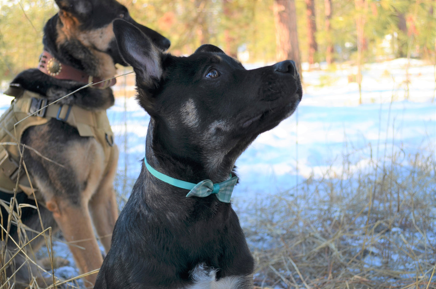 Charlie Paw's Assorted Bow Tie Set